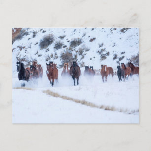 Cartão Postal Passeio de Cavalo Cowboy   Hideout Ranch Shell, Wy