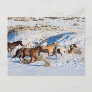 Cartão Postal Passeio de Cavalo no Inverno no Hideout Ranch