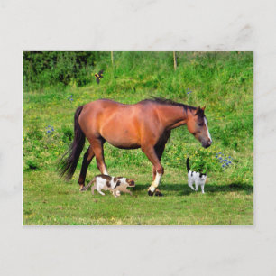 Cartão postal "Passeio Matinal"
