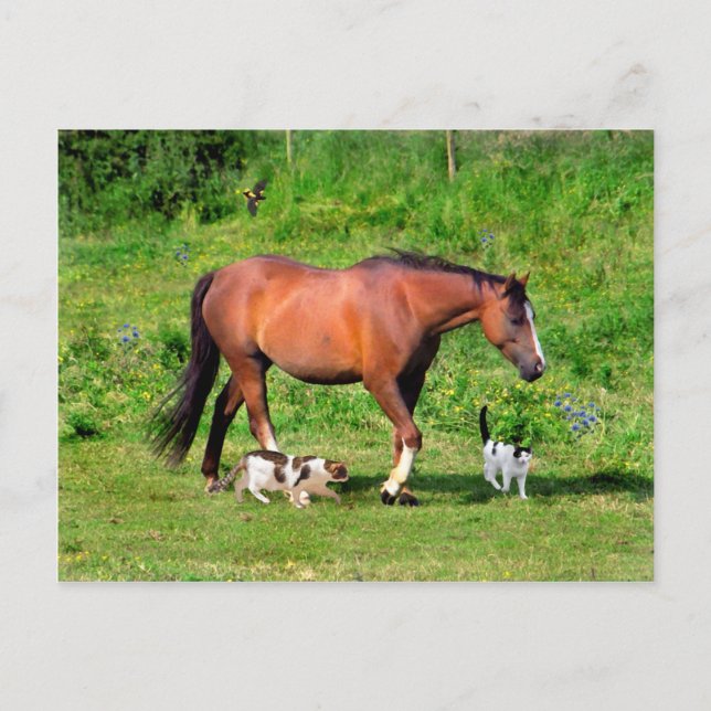 Cartão postal "Passeio Matinal" (Frente)