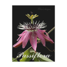 Cartão postal Passiflora