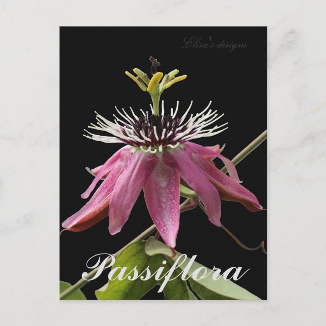 Cartão postal Passiflora (Frente)