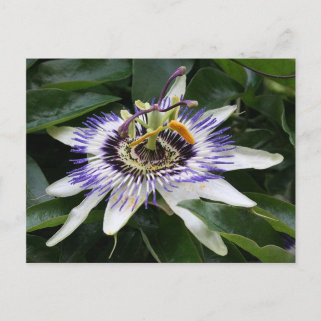 Cartão Postal Passiflora (Frente)