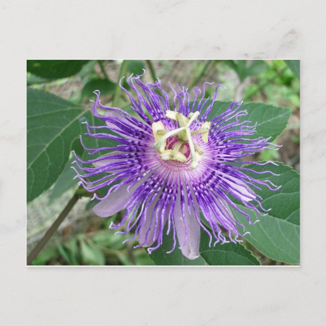 Cartão Postal Passiflora (Frente)