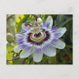 Cartão Postal Passiflora edulis forma flavicarpa (Flor de Passã