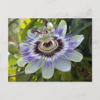 Cartão Postal Passiflora edulis forma flavicarpa (Flor de Passão