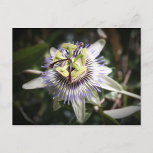 Cartão Postal passiflora, flor, minha arte vital