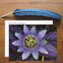 Passiflora Roxa e Escudo Persa Fotográfico