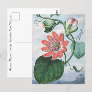 Cartão Postal Passion Flower (1799), por Sydenham Teak Edwards.