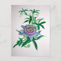 Passion Flower Botanical Art