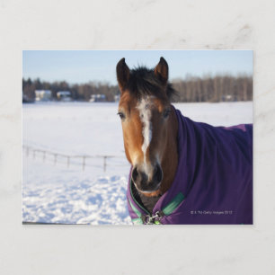 Cartão Postal Pastagem de cavalos num campo coberto de neve em E