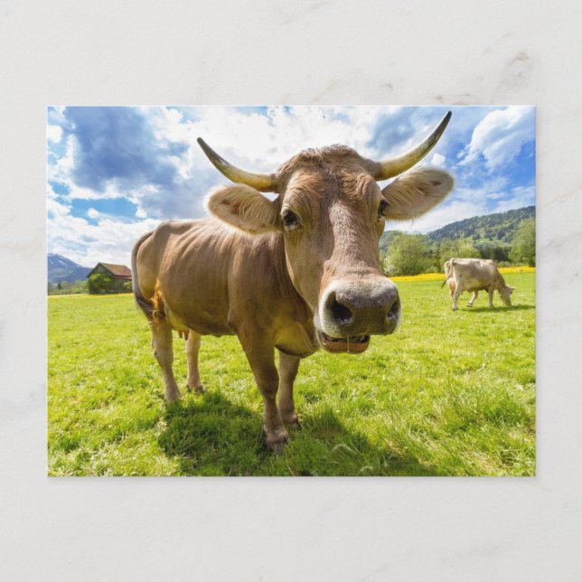 Cartão Postal Pastagem de vacas loucas (Frente)