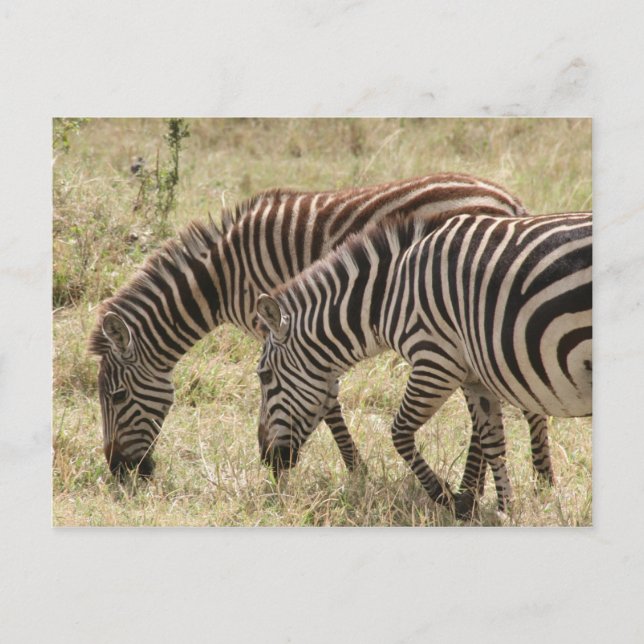 Cartão Postal pastagem de zebra (Frente)