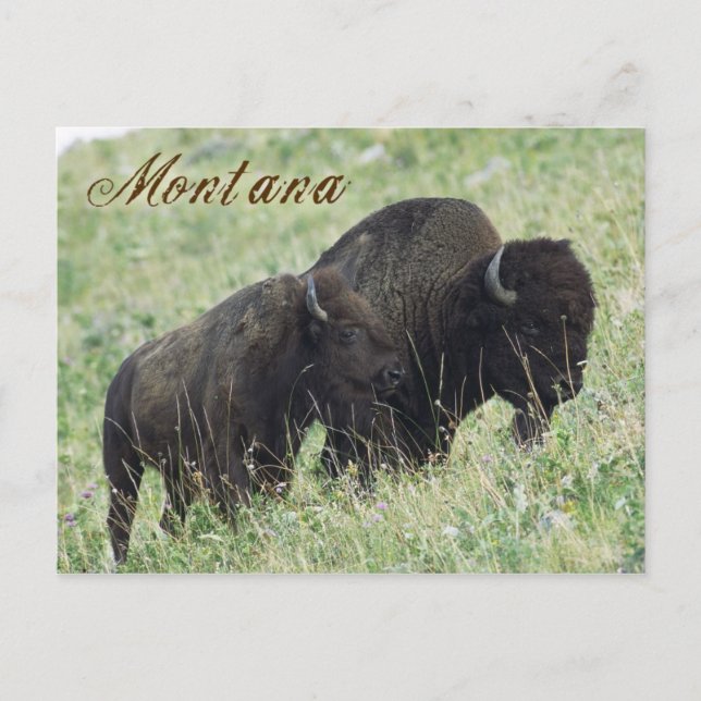 Cartão Postal Pastagem em Montana (Frente)