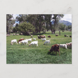 Cartão Postal Pastando cabras