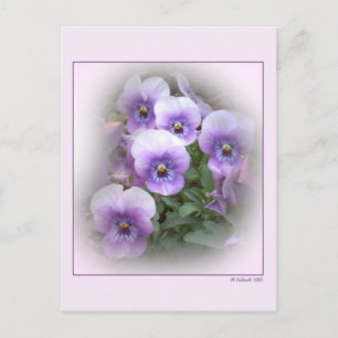 Cartão Postal Pastel Pansies