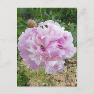 Cartão Postal Pastel Pink Peony e Honey Bee