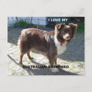 Cartão Postal pastor australiano red tri love w pic
