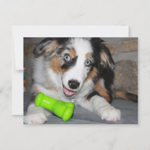 Cartão Postal Pastor Azul-Miniatura Americano Puppy