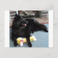 Pastor belga pela Lareira