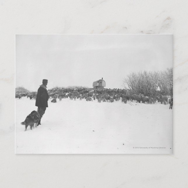 Cartão Postal Pastor e cão no campo de ovelhas (Frente)