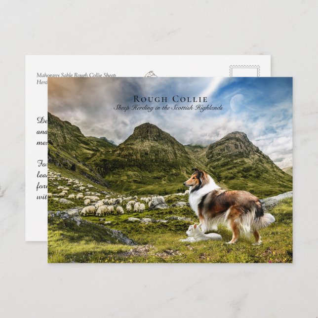 Cartão Postal Pastor Sable Rough Collie - Coletor (Frente/Verso)