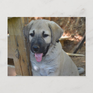 Cartão Postal Pastor turco Kangal Puppy