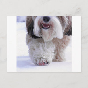 Cartão Postal Pata de Neve Cujo Fluffy Tibetano Terrier