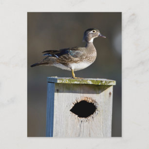 Cartão Postal Pata de pato-de-madeira em caixa de ninho em área