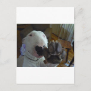 Cartão Postal pata de touros