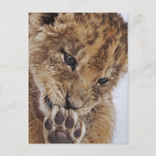 Cartão Postal Pata-lama (Panthera leo), de fecho (Frente)