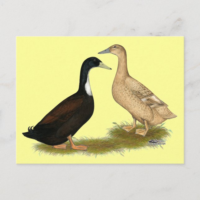 Cartão Postal Pata Marreca Híbrida (Frente)