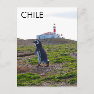Cartão Postal Patagonia Chile Penguin - Vertical