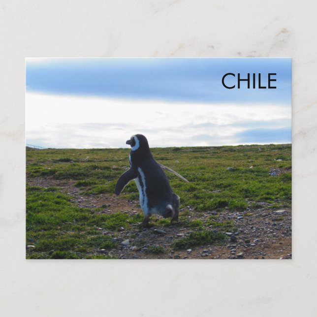 Cartão Postal Patagonia Chile Pinguim (Frente)