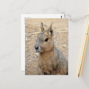 CARTÃO POSTAL PATAGONIAN MARA WILD ANIMAL