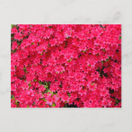 Cartão Postal Patch do Flor Azalea Vermelho