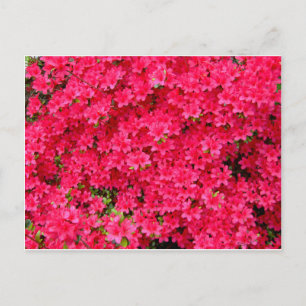 Cartão Postal Patch do Flor Azalea Vermelho
