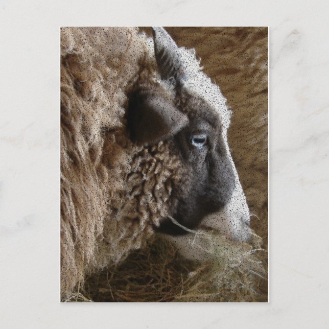 Cartão Postal Patchwork Amy (Frente)