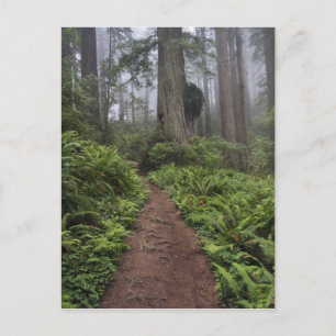 Cartão Postal Path through the giant redwood trees shrouded 2