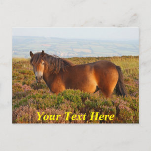 Cartão Postal Patinho Exmoor Personalizável, cavalo, Somerset, I