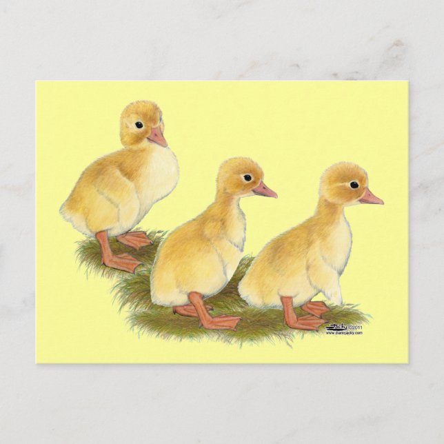 Cartão Postal Patinhos Amarelos (Frente)