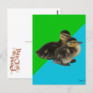 Cartão Postal Patinhos na grama verde e céu azul