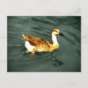 Cartão Postal Pato