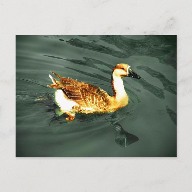 Cartão Postal Pato (Frente)