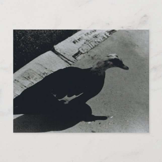 Cartão Postal Pato (Frente)