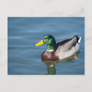 Cartão Postal Pato