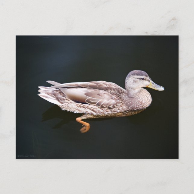 Cartão Postal Pato 907b (Frente)