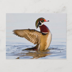 Cartão Postal Pato-carolino macho batendo asas em área úmida
