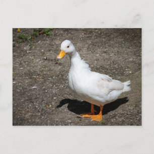 Cartão Postal Pato chamador