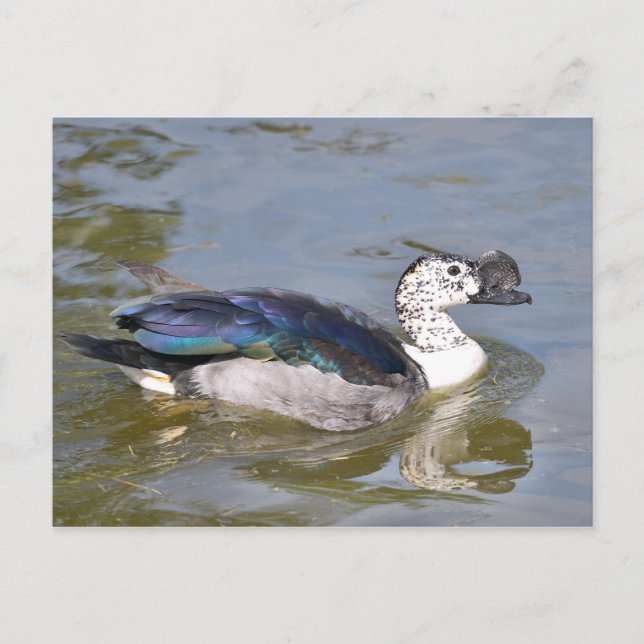 Cartão Postal Pato-de-cabeça-branca (Frente)